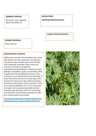 DESCRIPCION DE LA PLANTA:
Hábito y forma de vida: Planta herbácea alta, a veces
algo arbustiva, de color verde claro a azul-grisáceo,
en ocasiones rojiza, Tamaño: Hasta de 6 m de alto,
Tallo: Engrosado, ramificado, Hojas: Lámina casi
orbicular, de 10 a 60 cm de diámetro,
profundamente palmatilobada, las divisiones ovado-
oblongas a lanceoladas, agudas o acuminadas, borde
irregularmente dentado-glanduloso, Flores: Flores
masculinas con un perianto de 6 a 12 mm de largo, el
de las flores femeninas de 4 a 8 mm de largo, ovario
densamente cubierto por largos tubérculos blandos,
que parecen pelos gruesos, Frutos y semillas: El fruto
es una cápsula subglobosa, de 1.5 a 2.5 cm de largo,
con espinas cortas y gruesas (equinado); semillas
elipsoides, algo aplanadas, de 10 a 17 mm de largo,
lisas, brillantes, frecuentemente jaspeadas de café y
gris, conspicuamente carunculadas.
http://www.conabio.gob.mx/malezasdemexico/eu
phorbiaceae/ricinus-communis/fichas/ficha.htm
NOMBRES COMUNES:
Palmacristi, ricino, higuerilla,
higuera del diablo, etc.
NOMBRE UNIVERSAL:
Ricinus comunis
RECOLECTORES:
CHAVEZ BELTRÁN SELENA GPE
LUGAR Y FECHA DE COLECTA:
 