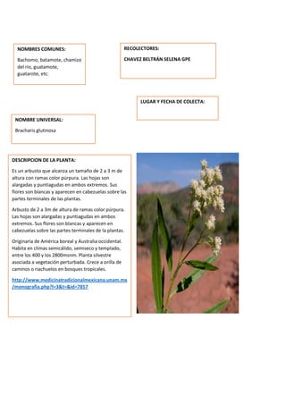 DESCRIPCION DE LA PLANTA:
Es un arbusto que alcanza un tamaño de 2 a 3 m de
altura con ramas color púrpura. Las hojas son
alargadas y puntiagudas en ambos extremos. Sus
flores son blancas y aparecen en cabezuelas sobre las
partes terminales de las plantas.
Arbusto de 2 a 3m de altura de ramas color púrpura.
Las hojas son alargadas y puntiagudas en ambos
extremos. Sus flores son blancas y aparecen en
cabezuelas sobre las partes terminales de la plantas.
Originaria de América boreal y Australia occidental.
Habita en climas semicálido, semiseco y templado,
entre los 400 y los 2800msnm. Planta silvestre
asociada a vegetación perturbada. Crece a orilla de
caminos o riachuelos en bosques tropicales.
http://www.medicinatradicionalmexicana.unam.mx
/monografia.php?l=3&t=&id=7857
NOMBRES COMUNES:
Bachomo, batamote, chamizo
del rio, guatamote,
guatarote, etc.
NOMBRE UNIVERSAL:
Bracharis glutinosa
RECOLECTORES:
CHAVEZ BELTRÁN SELENA GPE
LUGAR Y FECHA DE COLECTA:
 