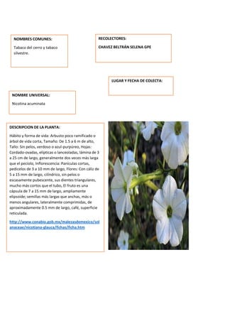DESCRIPCION DE LA PLANTA:
Hábito y forma de vida: Arbusto poco ramificado o
árbol de vida corta, Tamaño: De 1.5 a 6 m de alto,
Tallo: Sin pelos, verdoso o azul-purpúreo, Hojas:
Cordado-ovadas, elípticas o lanceoladas, lámina de 3
a 25 cm de largo, generalmente dos veces más larga
que el pecíolo, Inflorescencia: Panículas cortas,
pedicelos de 3 a 10 mm de largo, Flores: Con cáliz de
5 a 15 mm de largo, cilíndrico, sin pelos o
escasamente pubescente, sus dientes triangulares,
mucho más cortos que el tubo, El fruto es una
cápsula de 7 a 15 mm de largo, ampliamente
elipsoide; semillas más largas que anchas, más o
menos angulares, lateralmente comprimidas, de
aproximadamente 0.5 mm de largo, café, superficie
reticulada.
http://www.conabio.gob.mx/malezasdemexico/sol
anaceae/nicotiana-glauca/fichas/ficha.htm
NOMBRES COMUNES:
Tabaco del cerro y tabaco
silvestre.
NOMBRE UNIVERSAL:
Nicotina acuminata
RECOLECTORES:
CHAVEZ BELTRÁN SELENA GPE
LUGAR Y FECHA DE COLECTA:
 