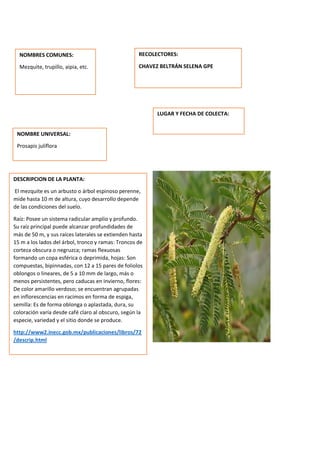 DESCRIPCION DE LA PLANTA:
El mezquite es un arbusto o árbol espinoso perenne,
mide hasta 10 m de altura, cuyo desarrollo depende
de las condiciones del suelo.
Raíz: Posee un sistema radicular amplio y profundo.
Su raíz principal puede alcanzar profundidades de
más de 50 m, y sus raíces laterales se extienden hasta
15 m a los lados del árbol, tronco y ramas: Troncos de
corteza obscura o negruzca; ramas flexuosas
formando un copa esférica o deprimida, hojas: Son
compuestas, bipinnadas, con 12 a 15 pares de foliolos
oblongos o lineares, de 5 a 10 mm de largo, más o
menos persistentes, pero caducas en invierno, flores:
De color amarillo verdoso; se encuentran agrupadas
en inflorescencias en racimos en forma de espiga,
semilla: Es de forma oblonga o aplastada, dura, su
coloración varía desde café claro al obscuro, según la
especie, variedad y el sitio donde se produce.
http://www2.inecc.gob.mx/publicaciones/libros/72
/descrip.html
NOMBRES COMUNES:
Mezquite, trupillo, aipia, etc.
NOMBRE UNIVERSAL:
Prosapis juliflora
RECOLECTORES:
CHAVEZ BELTRÁN SELENA GPE
LUGAR Y FECHA DE COLECTA:
 