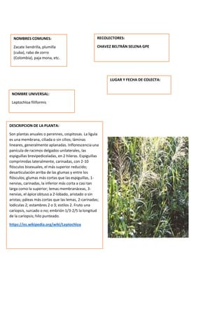 DESCRIPCION DE LA PLANTA:
Son plantas anuales o perennes, cespitosas. La lígula
es una membrana, ciliada o sin cilios; láminas
lineares, generalmente aplanadas. Inflorescencia una
panícula de racimos delgados unilaterales, las
espiguillas brevipediceladas, en 2 hileras. Espiguillas
comprimidas lateralmente, carinadas, con 2-10
flósculos bisexuales, el más superior reducido;
desarticulación arriba de las glumas y entre los
flósculos; glumas más cortas que las espiguillas, 1-
nervias, carinadas, la inferior más corta a casi tan
larga como la superior; lemas membranáceas, 3-
nervias, el ápice obtuso a 2-lobado, aristado o sin
aristas; páleas más cortas que las lemas, 2-carinadas;
lodículas 2; estambres 2 o 3; estilos 2. Fruto una
cariopsis, surcado o no; embrión 1/3-2/5 la longitud
de la cariopsis; hilo punteado.
https://es.wikipedia.org/wiki/Leptochloa
NOMBRES COMUNES:
Zacate liendrilla, plumilla
(cuba), rabo de zorro
(Colombia), paja mona, etc.
NOMBRE UNIVERSAL:
Leptochloa filiformis
RECOLECTORES:
CHAVEZ BELTRÁN SELENA GPE
LUGAR Y FECHA DE COLECTA:
 