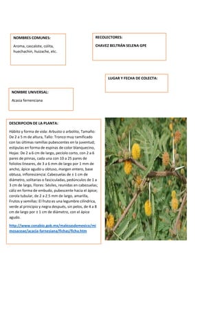 DESCRIPCION DE LA PLANTA:
Hábito y forma de vida: Arbusto o arbolito, Tamaño:
De 2 a 5 m de altura, Tallo: Tronco muy ramificado
con las últimas ramillas pubescentes en la juventud;
estípulas en forma de espinas de color blanquecino,
Hojas: De 2 a 6 cm de largo, pecíolo corto, con 2 a 6
pares de pinnas, cada una con 10 a 25 pares de
foliolos lineares, de 3 a 6 mm de largo por 1 mm de
ancho, ápice agudo u obtuso, margen entero, base
obtusa, inflorescencia: Cabezuelas de ± 1 cm de
diámetro, solitarias o fasciculadas, pedúnculos de 1 a
3 cm de largo, Flores: Sésiles, reunidas en cabezuelas;
cáliz en forma de embudo, pubescente hacia el ápice;
corola tubular, de 2 a 2.5 mm de largo, amarilla,
Frutos y semillas: El fruto es una legumbre cilíndrica,
verde al principio y negra después, sin pelos, de 4 a 8
cm de largo por ± 1 cm de diámetro, con el ápice
agudo.
http://www.conabio.gob.mx/malezasdemexico/mi
mosaceae/acacia-farnesiana/fichas/ficha.htm
NOMBRES COMUNES:
Aroma, cascalote, colita,
huechachin, huizache, etc.
NOMBRE UNIVERSAL:
Acasia fernenciana
RECOLECTORES:
CHAVEZ BELTRÁN SELENA GPE
LUGAR Y FECHA DE COLECTA:
 