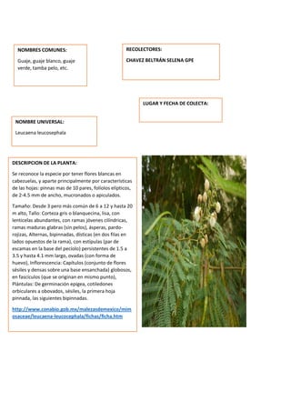 DESCRIPCION DE LA PLANTA:
Se reconoce la especie por tener flores blancas en
cabezuelas, y aparte principalmente por características
de las hojas: pinnas mas de 10 pares, folíolos elípticos,
de 2-4.5 mm de ancho, mucronados o apiculados.
Tamaño: Desde 3 pero más común de 6 a 12 y hasta 20
m alto, Tallo: Corteza gris o blanquecina, lisa, con
lenticelas abundantes, con ramas jóvenes cilíndricas,
ramas maduras glabras (sin pelos), ásperas, pardo-
rojizas, Alternas, bipinnadas, dísticas (en dos filas en
lados opuestos de la rama), con estípulas (par de
escamas en la base del pecíolo) persistentes de 1.5 a
3.5 y hasta 4.1 mm largo, ovadas (con forma de
huevo), Inflorescencia: Capítulos (conjunto de flores
sésiles y densas sobre una base ensanchada) globosos,
en fascículos (que se originan en mismo punto),
Plántulas: De germinación epígea, cotiledones
orbiculares a obovados, sésiles, la primera hoja
pinnada, las siguientes bipinnadas.
http://www.conabio.gob.mx/malezasdemexico/mim
osaceae/leucaena-leucocephala/fichas/ficha.htm
NOMBRES COMUNES:
Guaje, guaje blanco, guaje
verde, tamba pelo, etc.
NOMBRE UNIVERSAL:
Leucaena leucosephala
RECOLECTORES:
CHAVEZ BELTRÁN SELENA GPE
LUGAR Y FECHA DE COLECTA:
 
