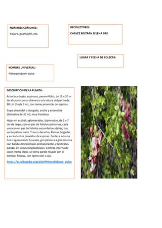 DESCRIPCION DE LA PLANTA:
Árbol o arbusto, espinoso, perennifolio, de 15 a 20 m
de altura y con un diámetro a la altura del pecho de
80 cm (hasta 1 m), con ramas provistas de espinas.
Copa piramidal o alargada, ancha y extendida
(diámetro de 30 m), muy frondosa.
Hojas en espiral, aglomeradas, bipinnadas, de 2 a 7
cm de largo, con un par de folíolos primarios, cada
uno con un par de folíolos secundarios sésiles; haz
verde pálido mate. Tronco derecho, Ramas delgadas
y ascendentes provistas de espinas. Corteza externa
lisa o ligeramente fisurada, gris plomiza a gris morena
con bandas horizontales protuberantes y lenticelas
pálidas en líneas longitudinales. Corteza interna de
color crema claro, se torna pardo rosado con el
tiempo, fibrosa, con ligero olor a ajo.
https://es.wikipedia.org/wiki/Pithecellobium_dulce
NOMBRES COMUNES:
Yacure, guamúchil, etc.
NOMBRE UNIVERSAL:
Pithercelobium dulce
RECOLECTORES:
CHAVEZ BELTRÁN SELENA GPE
LUGAR Y FECHA DE COLECTA:
 