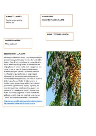 DESCRIPCION DE LA PLANTA:
Hábito y forma de vida: Árbol, las partes jóvenes con
pelos simples y ramificados, Tamaño: De hasta 18 m
de alto, Tallo: El tronco de hasta 40 cm de diámetro,
Hojas: Alternas y muy grandes, de hasta 50 cm de
largo y hasta 25 cm de ancho. Cada hoja parece una
rama, ya que se trata de hojas compuestas por
numerosas hojillas (foliolos) dispuestas sobre las
ramificaciones que parten de un eje principal,
Inflorescencia: Numerosas flores dispuestas en
racimos de racimos (panículas) ubicados en las axilas
de las hojas, Flores: El cáliz de 5 (raramente 6)
sépalos cortos, cubiertos de pelillos; la corola de 5
(raramente 6) pétalos muy largos y angostos, de
color blanquecino o rosado a violeta, a veces con
pelillos en su cara externa, Frutos y semillas: Los
frutos en racimos colgantes, vistosos. Cada fruto
globoso, amarillo (negro al secar) carnoso, con un
“hueso” en el centro que encierra a las semillas.
http://www.conabio.gob.mx/malezasdemexico/me
liaceae/melia-azedarach/fichas/ficha.htm
NOMBRES COMUNES:
Canela, canelo, piocha,
paraíso, etc.
NOMBRE UNIVERSAL:
Melia azederach
RECOLECTORES:
CHAVEZ BELTRÁN SELENA GPE
LUGAR Y FECHA DE COLECTA:
 