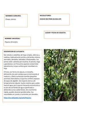 DESCRIPCION DE LA PLANTA:
Son árboles o arbolillos, de hojas simples, alternas y
caedizas, habitualmente anchas y de bordes enteros,
aserrados, dentados, lobulados o festoneados. Sus
yemas están cubiertas por escamas. El peciolo, largo
y glanduloso, con frecuencia aparece comprimido
lateralmente, lo que confiere gran movilidad a la
hoja.
El fruto, con forma de cápsula, es lampiño,
dehiscente, de color verdoso que se torna pardo al
madurar, y libera numerosas semillas pequeñas
provistas vilano blanco, lo que les confiere aspectos
de copos de algodón. Son especies de luz y de
temperamento robusto. Suelen mostrar gran avidez
hacia el agua, por lo que es frecuente encontrarlos a
la vera de corrientes de agua superficiales o
delatando cursos subterráneos. De crecimiento
rápido, pueden alcanzar grandes tallas. Sus
necesidades en cuanto a nutrientes son elevados.
https://es.wikipedia.org/wiki/Populus
NOMBRES COMUNES:
Chopo, alamos.
NOMBRE UNIVERSAL:
Populus dimorpha
RECOLECTORES:
CHAVEZ BELTRÁN SELENA GPE
LUGAR Y FECHA DE COLECTA:
 