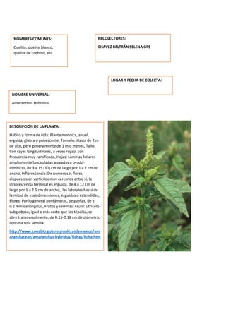 DESCRIPCION DE LA PLANTA:
Hábito y forma de vida: Planta monoica, anual,
erguida, glabra o pubescente, Tamaño: Hasta de 2 m
de alto, pero generalmente de 1 m o menos, Tallo:
Con rayas longitudinales, a veces rojizo, con
frecuencia muy ramificado, Hojas: Láminas foliares
ampliamente lanceoladas a ovadas u ovado-
rómbicas, de 3 a 15 (30) cm de largo por 1 a 7 cm de
ancho, Inflorescencia: De numerosas flores
dispuestas en verticilos muy cercanos entre sí, la
inflorescencia terminal es erguida, de 4 a 12 cm de
largo por 1 a 2.5 cm de ancho, las laterales hasta de
la mitad de esas dimensiones, erguidas o extendidas,
Flores: Por lo general pentámeras, pequeñas, de ±
0.2 mm de longitud, Frutos y semillas: Fruto: utrículo
subgloboso, igual o más corto que los tépalos, se
abre transversalmente, de 0.15-0.18 cm de diámetro,
con una sola semilla.
http://www.conabio.gob.mx/malezasdemexico/am
aranthaceae/amaranthus-hybridus/fichas/ficha.htm
NOMBRES COMUNES:
Quelite, quelite blanco,
quelite de cochino, etc.
NOMBRE UNIVERSAL:
Amaranthus Hybridus
RECOLECTORES:
CHAVEZ BELTRÁN SELENA GPE
LUGAR Y FECHA DE COLECTA:
 
