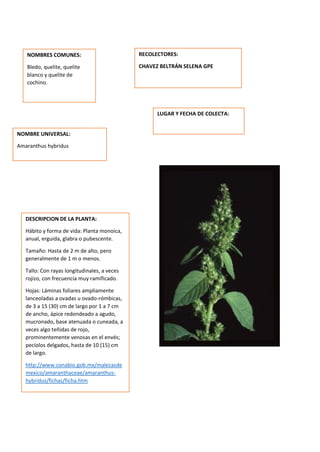 DESCRIPCION DE LA PLANTA:
Hábito y forma de vida: Planta monoica,
anual, erguida, glabra o pubescente.
Tamaño: Hasta de 2 m de alto, pero
generalmente de 1 m o menos.
Tallo: Con rayas longitudinales, a veces
rojizo, con frecuencia muy ramificado.
Hojas: Láminas foliares ampliamente
lanceoladas a ovadas u ovado-rómbicas,
de 3 a 15 (30) cm de largo por 1 a 7 cm
de ancho, ápice redondeado a agudo,
mucronado, base atenuada o cuneada, a
veces algo teñidas de rojo,
prominentemente venosas en el envés;
pecíolos delgados, hasta de 10 (15) cm
de largo.
http://www.conabio.gob.mx/malezasde
mexico/amaranthaceae/amaranthus-
hybridus/fichas/ficha.htm
NOMBRES COMUNES:
Bledo, quelite, quelite
blanco y quelite de
cochino.
NOMBRE UNIVERSAL:
Amaranthus hybridus
RECOLECTORES:
CHAVEZ BELTRÁN SELENA GPE
LUGAR Y FECHA DE COLECTA:
 