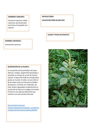 DESCRIPCION DE LA PLANTA:
Es una planta erecta portadora de hojas
alternas, simples, largamente pecioladas y
provistas en la base de un par de fuertes
espinas. El ápice del limbo es emarginado y
posee un mucrón. El tallo y la cara inferior
de las hojas están con frecuencia teñidos
de púrpura. Las flores son reducidas, de
color verde y agrupadas en glomérulos en
la axila de las hojas y en espigas terminales.
El fruto es una cápsula dehiscente que
contiene una sola semilla lenticular.
http://publish.plantnet-
project.org/project/riceweeds_es/collectio
n/collection/information/details/AMASP
NOMBRES COMUNES:
Amaranto espinoso, bledo
espinoso, ojo de pescado,
pira brava, huisquilete con
espinas.
NOMBRE UNIVERSAL:
Amaranthus spinosus
RECOLECTORES:
CHAVEZ BELTRÁN SELENA GPE
LUGAR Y FECHA DE COLECTA:
 