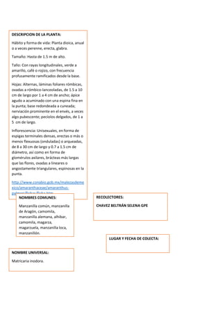 DESCRIPCION DE LA PLANTA:
Hábito y forma de vida: Planta dioica, anual
o a veces perenne, erecta, glabra.
Tamaño: Hasta de 1.5 m de alto.
Tallo: Con rayas longitudinales, verde a
amarillo, café o rojizo, con frecuencia
profusamente ramificados desde la base.
Hojas: Alternas, láminas foliares rómbicas,
ovadas a rómbico-lanceoladas, de 1.5 a 10
cm de largo por 1 a 4 cm de ancho; ápice
agudo a acuminado con una espina fina en
la punta; base redondeada a cuneada;
nerviación prominente en el envés, a veces
algo pubescente; pecíolos delgados, de 1 a
5 cm de largo.
Inflorescencia: Unisexuales, en forma de
espigas terminales densas, erectas o más o
menos flexuosas (onduladas) o arqueadas,
de 8 a 30 cm de largo y 0.7 a 1.5 cm de
diámetro, así como en forma de
glomérulos axilares, brácteas más largas
que las flores, ovadas a lineares o
angostamente triangulares, espinosas en la
punta.
http://www.conabio.gob.mx/malezasdeme
xico/amaranthaceae/amaranthus-
palmeri/fichas/ficha.htm
NOMBRES COMUNES:
Manzanilla común, manzanilla
de Aragón, camomila,
manzanilla alemana, alhibar,
camomila, magarza,
magarzuela, manzanilla loca,
manzanillón.
NOMBRE UNIVERSAL:
Matricaria inodora.
RECOLECTORES:
CHAVEZ BELTRÁN SELENA GPE
LUGAR Y FECHA DE COLECTA:
 