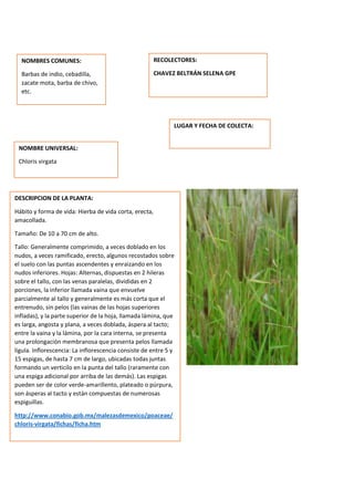 DESCRIPCION DE LA PLANTA:
Hábito y forma de vida: Hierba de vida corta, erecta,
amacollada.
Tamaño: De 10 a 70 cm de alto.
Tallo: Generalmente comprimido, a veces doblado en los
nudos, a veces ramificado, erecto, algunos recostados sobre
el suelo con las puntas ascendentes y enraizando en los
nudos inferiores. Hojas: Alternas, dispuestas en 2 hileras
sobre el tallo, con las venas paralelas, divididas en 2
porciones, la inferior llamada vaina que envuelve
parcialmente al tallo y generalmente es más corta que el
entrenudo, sin pelos (las vainas de las hojas superiores
infladas), y la parte superior de la hoja, llamada lámina, que
es larga, angosta y plana, a veces doblada, áspera al tacto;
entre la vaina y la lámina, por la cara interna, se presenta
una prolongación membranosa que presenta pelos llamada
lígula. Inflorescencia: La inflorescencia consiste de entre 5 y
15 espigas, de hasta 7 cm de largo, ubicadas todas juntas
formando un verticilo en la punta del tallo (raramente con
una espiga adicional por arriba de las demás). Las espigas
pueden ser de color verde-amarillento, plateado o púrpura,
son ásperas al tacto y están compuestas de numerosas
espiguillas.
http://www.conabio.gob.mx/malezasdemexico/poaceae/
chloris-virgata/fichas/ficha.htm
NOMBRES COMUNES:
Barbas de indio, cebadilla,
zacate mota, barba de chivo,
etc.
NOMBRE UNIVERSAL:
Chloris virgata
RECOLECTORES:
CHAVEZ BELTRÁN SELENA GPE
LUGAR Y FECHA DE COLECTA:
 
