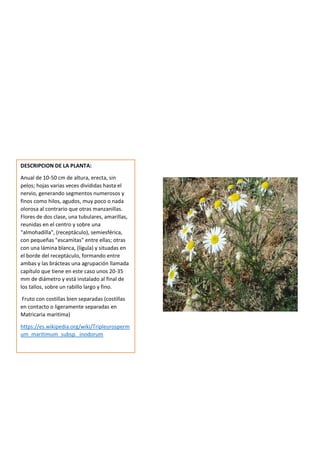 DESCRIPCION DE LA PLANTA:
Anual de 10-50 cm de altura, erecta, sin
pelos; hojas varias veces divididas hasta el
nervio, generando segmentos numerosos y
finos como hilos, agudos, muy poco o nada
olorosa al contrario que otras manzanillas.
Flores de dos clase, una tubulares, amarillas,
reunidas en el centro y sobre una
"almohadilla", (receptáculo), semiesférica,
con pequeñas "escamitas" entre ellas; otras
con una lámina blanca, (lígula) y situadas en
el borde del receptáculo, formando entre
ambas y las brácteas una agrupación llamada
capítulo que tiene en este caso unos 20-35
mm de diámetro y está instalado al final de
los tallos, sobre un rabillo largo y fino.
Fruto con costillas bien separadas (costillas
en contacto o ligeramente separadas en
Matricaria maritima)
https://es.wikipedia.org/wiki/Tripleurosperm
um_maritimum_subsp._inodorum
 