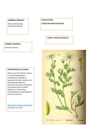 DESCRIPCION DE LA PLANTA:
Planta anual de 10-50 cm, Hojas 1-
3 veces pinnatipartidas o
pinnatisectas, divididas en
segmentos lineares. Capítulos con
flores liguladas blancas y
flosculosas amarillas. Receptáculo
con escamas entre las flores.
Aquenios sin vilano, lisos,
cuadrangulares o redondeados en
sección transversal.
http://www.unavarra.es/herbario
/htm/Anth_arve.htm
NOMBRES COMUNES:
Manzanilla bastarda,
manzanilla silvestre.
NOMBRE UNIVERSAL:
Anthemis arvensis
RECOLECTORES:
CHAVEZ BELTRÁN SELENA GPE
LUGAR Y FECHA DE COLECTA:
 
