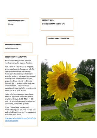 DESCRIPCION DE LA PLANTA:
Altura: Hasta 3 m (10 pies). Tallo sin
ramificar, con pelos ásperos-flexibles.
Flor: Flores de 5-40 cm (2–15 pulg.) de
ancho, capítulos similares a una sola flor
rodeados por brácteas involucrales.
Flósculos radiales del capítulo de color
amarillo, similares a lenguas; flósculos del
disco de color amarronado, tubulares,
pequeños. Cinco estambres. Gineceo
formado por 2 carpelos unidos. Brácteas
involucrales en 2 filas, frondosas,
ovaladas, cónicas. Capítulos generalmente
solitarios, se inclinan pronto.
Hojas: Inferiores opuestas , superiores
alternas, pecioladas. Limbo en general
ampliamente oval, de 10–40 cm (4–15
pulg.) de largo, al menos de base inferior
cordiforme, con dientes grandes.
Fruto: Cipsela larga, plana a oval,
levemente angular, con pelos suaves, casi
glabra, habitualmente con 2 cerdas que se
marchitan en la punta.
http://www.luontoportti.com/suomi/es/k
ukkakasvit/girasol
NOMBRES COMUNES:
Girasol
NOMBRE UNIVERSAL:
Helianthus annus
RECOLECTORES:
CHAVEZ BELTRÁN SELENA GPE
LUGAR Y FECHA DE COLECTA:
 