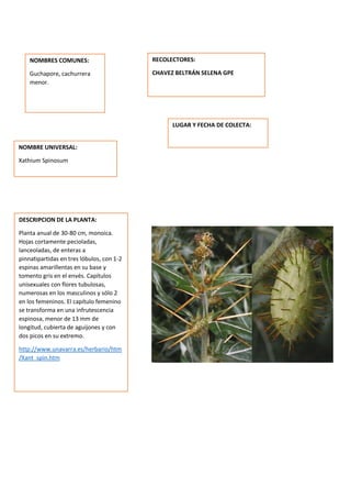 DESCRIPCION DE LA PLANTA:
Planta anual de 30-80 cm, monoica.
Hojas cortamente pecioladas,
lanceoladas, de enteras a
pinnatipartidas en tres lóbulos, con 1-2
espinas amarillentas en su base y
tomento gris en el envés. Capítulos
unisexuales con flores tubulosas,
numerosas en los masculinos y sólo 2
en los femeninos. El capítulo femenino
se transforma en una infrutescencia
espinosa, menor de 13 mm de
longitud, cubierta de aguijones y con
dos picos en su extremo.
http://www.unavarra.es/herbario/htm
/Xant_spin.htm
NOMBRES COMUNES:
Guchapore, cachurrera
menor.
NOMBRE UNIVERSAL:
Xathium Spinosum
RECOLECTORES:
CHAVEZ BELTRÁN SELENA GPE
LUGAR Y FECHA DE COLECTA:
 