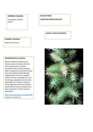DESCRIPCION DE LA PLANTA:
Planta aromática herbácea anual,
robusta, erecta, de hasta 1,20 m de
altura y pubescente. Los tallos
presentan líneas o puntos violáceos.
Hojas triangulares con pecíolo de hasta
10 cm de longitud y borde dentado
irregularmente. Flores en capítulos
axilares. El fruto es alargado de 1 a 1.5
cm de largo, aplanado y de color café,
contenido por el involucro espinoso
con los aguijones rectos recurvados y
espinas densas finas, casi rectas, en el
ápice únicamente. Florece de julio a
septiembre.
http://www.naturalista.mx/taxa/57920
-Xanthium-strumarium
NOMBRES COMUNES:
Guachapore, bardana
común.
NOMBRE UNIVERSAL:
Xathium strumarium
RECOLECTORES:
CHAVEZ BELTRÁN SELENA GPE
LUGAR Y FECHA DE COLECTA:
 