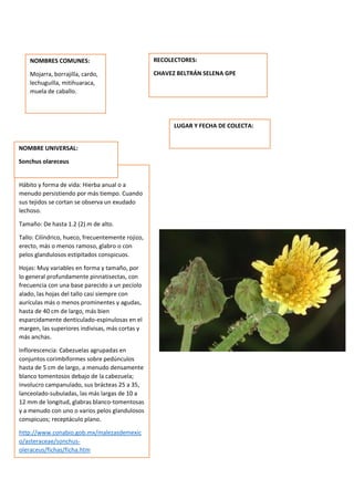 DESCRIPCION DE LA PLANTA:
Hábito y forma de vida: Hierba anual o a
menudo persistiendo por más tiempo. Cuando
sus tejidos se cortan se observa un exudado
lechoso.
Tamaño: De hasta 1.2 (2) m de alto.
Tallo: Cilíndrico, hueco, frecuentemente rojizo,
erecto, más o menos ramoso, glabro o con
pelos glandulosos estipitados conspicuos.
Hojas: Muy variables en forma y tamaño, por
lo general profundamente pinnatisectas, con
frecuencia con una base parecido a un pecíolo
alado, las hojas del tallo casi siempre con
aurículas más o menos prominentes y agudas,
hasta de 40 cm de largo, más bien
esparcidamente denticulado-espinulosas en el
margen, las superiores indivisas, más cortas y
más anchas.
Inflorescencia: Cabezuelas agrupadas en
conjuntos corimbiformes sobre pedúnculos
hasta de 5 cm de largo, a menudo densamente
blanco tomentosos debajo de la cabezuela;
involucro campanulado, sus brácteas 25 a 35,
lanceolado-subuladas, las más largas de 10 a
12 mm de longitud, glabras blanco-tomentosas
y a menudo con uno o varios pelos glandulosos
conspicuos; receptáculo plano.
http://www.conabio.gob.mx/malezasdemexic
o/asteraceae/sonchus-
oleraceus/fichas/ficha.htm
NOMBRES COMUNES:
Mojarra, borrajilla, cardo,
lechuguilla, mitihuaraca,
muela de caballo.
NOMBRE UNIVERSAL:
Sonchus olareceus
RECOLECTORES:
CHAVEZ BELTRÁN SELENA GPE
LUGAR Y FECHA DE COLECTA:
 