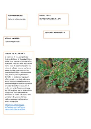 DESCRIPCION DE LA PLANTA:
Es originaria de una gran parte de
América del Norte de Canadá a México,
donde es un miembro común de la flora
en muchos tipos de hábitat. Esta es una
hierba anual de crecimiento como una
estera de próstata o tomar una forma
algo erecto. Las hojas oblongas son
hasta alrededor de 1,5 centímetros de
largo, a veces peludas y finamente
dentadas en los bordes. La pequeña
inflorescencia es un ciatio sobre una
amplia milímetro. Lleva festoneados
apéndices de pétalo blancos dispuestos
alrededor de las flores reales. En el
centro hay varias flores masculinas y
una flor femenina, que se desarrolla en
un lobulada, fruta ovalada hasta 2
milímetros de ancho. Esta planta tenía
un número de usos medicinales
tradicionales para muchos nativos
americanos grupos.
http://www.calflora.org/cgi-
bin/species_query.cgi?where-
taxon=Euphorbia+serpyllifolia
NOMBRES COMUNES:
Hierba de golondrina roja,
NOMBRE UNIVERSAL:
Euphoria serphillifobia
RECOLECTORES:
CHAVEZ BELTRÁN SELENA GPE
LUGAR Y FECHA DE COLECTA:
 