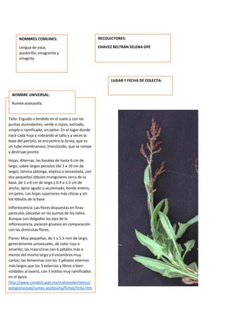 DESCRIPCION DE LA PLANTA:
Tamaño: De hasta 40 cm de alto.
Tallo: Erguido o tendido en el suelo y con las
puntas ascendentes, verde o rojizo, estriado,
simple o ramificado, sin pelos. En el lugar donde
nace cada hoja y rodeando al tallo y a veces la
base del pecíolo, se encuentra la ócrea, que es
un tubo membranoso, translúcido, que se rompe
y destruye pronto
Hojas: Alternas, las basales de hasta 6 cm de
largo, sobre largos pecíolos (de 1 a 10 cm de
largo); lámina oblonga, elíptica o lanceolada, con
dos pequeños lóbulos triangulares cerca de la
base, de 1 a 6 cm de largo y 0.4 a 1.5 cm de
ancho, ápice agudo o acuminado, borde entero,
sin pelos. Las hojas superiores más chicas y sin
los lóbulos de la base.
Inflorescencia: Las flores dispuestas en finas
panículas ubicadas en las puntas de los tallos.
Aunque son delgados los ejes de la
inflorescencia, parecen gruesos en comparación
con las diminutas flores.
Flores: Muy pequeñas, de 1 a 1.5 mm de largo,
generalmente unisexuales, de color rojo o
amarillo; las masculinas con 6 pétalos más o
menos del mismo largo y 6 estambres muy
cortos; las femeninas con los 3 pétalos internos
más largos que los 3 externos y libres o bien
soldados al ovario, con 3 estilos muy ramificados
en el ápice.
http://www.conabio.gob.mx/malezasdemexico/
polygonaceae/rumex-acetosella/fichas/ficha.htm
NOMBRES COMUNES:
Lengua de vaca,
acedorilla, vinagrerita y
vinagrita.
NOMBRE UNIVERSAL:
Rumex acetosella
RECOLECTORES:
CHAVEZ BELTRÁN SELENA GPE
LUGAR Y FECHA DE COLECTA:
 