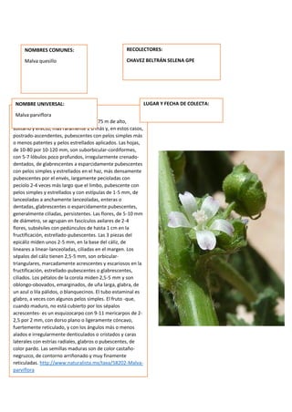 DESCRIPCION DE LA PLANTA:
E s una hierba anual con tallo de 0,1-0,75 m de alto,
solitario y erecto, más raramente 2 o más y, en estos casos,
postrado-ascendentes, pubescentes con pelos simples más
o menos patentes y pelos estrellados aplicados. Las hojas,
de 10-80 por 10-120 mm, son suborbicular-cordiformes,
con 5-7 lóbulos poco profundos, irregularmente crenado-
dentados, de glabrescentes a esparcidamente pubescentes
con pelos simples y estrellados en el haz, más densamente
pubescentes por el envés, largamente pecioladas con
pecíolo 2-4 veces más largo que el limbo, pubescente con
pelos simples y estrellados y con estípulas de 1-5 mm, de
lanceoladas a anchamente lanceoladas, enteras o
dentadas, glabrescentes o esparcidamente pubescentes,
generalmente ciliadas, persistentes. Las flores, de 5-10 mm
de diámetro, se agrupan en fascículos axilares de 2-4
flores, subsésiles con pedúnculos de hasta 1 cm en la
fructificación, estrellado-pubescentes. Las 3 piezas del
epicáliz miden unos 2-5 mm, en la base del cáliz, de
lineares a linear-lanceoladas, ciliadas en el margen. Los
sépalos del cáliz tienen 2,5-5 mm, son orbicular-
triangulares, marcadamente acrescentes y escariosos en la
fructificación, estrellado-pubescentes o glabrescentes,
ciliados. Los pétalos de la corola miden 2,5-5 mm y son
oblongo-obovados, emarginados, de uña larga, glabra, de
un azul o lila pálidos, o blanquecinos. El tubo estaminal es
glabro, a veces con algunos pelos simples. El fruto -que,
cuando maduro, no está cubierto por los sépalos
acrescentes- es un esquizocarpo con 9-11 mericarpos de 2-
2,5 por 2 mm, con dorso plano o ligeramente cóncavo,
fuertemente reticulado, y con los ángulos más o menos
alados e irregularmente denticulados o cristados y caras
laterales con estrías radiales, glabros o pubescentes, de
color pardo. Las semillas maduras son de color castaño-
negruzco, de contorno arriñonado y muy finamente
reticuladas. http://www.naturalista.mx/taxa/58202-Malva-
parviflora
NOMBRES COMUNES:
Malva quesillo
NOMBRE UNIVERSAL:
Malva parviflora
RECOLECTORES:
CHAVEZ BELTRÁN SELENA GPE
LUGAR Y FECHA DE COLECTA:
 