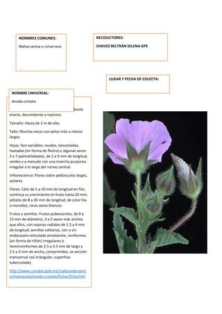 DESCRIPCION DE LA PLANTA:
Hábito y forma de vida: Hierba o subarbusto
erecto, decumbente o rastrero.
Tamaño: Hasta de 1 m de alto.
Tallo: Muchas veces con pelos más o menos
largos.
Hojas: Son variables: ovadas, lanceoladas,
hastadas (en forma de flecha) o algunas veces
3 a 7-palmatilobadas, de 2 a 9 mm de longitud,
verdes y a menudo con una mancha purpúrea
irregular a lo largo del nervio central.
Inflorescencia: Flores sobre pedúnculos largos,
axilares.
Flores: Cáliz de 5 a 10 mm de longitud en flor,
continua su crecimiento en fruto hasta 20 mm;
pétalos de 8 a 26 mm de longitud, de color lila
o morados, raras veces blancos.
Frutos y semillas: Frutos pubescentes, de 8 a
15 mm de diámetro, 3 a 5 veces más anchos
que altos, con espinas radiales de 1.5 a 4 mm
de longitud; semillas solitarias, con o sin
endocarpio reticulado envolvente, reniformes
(en forma de riñón) irregulares o
hemirreniformes de 2.5 a 3.5 mm de largo y
2.5 a 3 mm de ancho, comprimidas, se sección
transversal casi triangular, superficie
tuberculada).
http://www.conabio.gob.mx/malezasdemexic
o/malvaceae/anoda-cristata/fichas/ficha.htm
NOMBRES COMUNES:
Malva ceniza o cimarrona
NOMBRE UNIVERSAL:
Anoda cristata
RECOLECTORES:
CHAVEZ BELTRÁN SELENA GPE
LUGAR Y FECHA DE COLECTA:
 