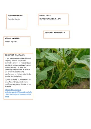 DESCRIPCION DE LA PLANTA:
Es una planta erecta, glabra, con hojas
simples y alternas, largamente
pecioladas. El limbo es oval, con ápice
apicular, la base atenuada y el margen
sinuoso dentado. Las flores son
solitarias y campanuladas. El fruto es
una baya incluida en el cáliz
transformado en vesícula colgante. Las
semillas son lenticulares.
El porte es erecto. La planta forma un
pequeño matón abundantemente
ramificado, que puede alcanzar 90 cm
de altura.
http://publish.plantnet-
project.org/project/riceweeds_es/colle
ction/collection/information/details/P
HYAN
NOMBRES COMUNES:
Tomatillo silvestre
NOMBRE UNIVERSAL:
Physalis angulata
RECOLECTORES:
CHAVEZ BELTRÁN SELENA GPE
LUGAR Y FECHA DE COLECTA:
 