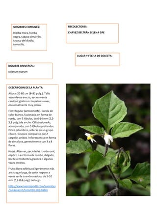 DESCRIPCION DE LA PLANTA:
Altura: 20-80 cm (8–32 pulg.). Tallo
ascendente erecto, escasamente
cerdoso, glabro o con pelos suaves,
ocasionalmente muy piloso.
Flor: Regular (actinomorfa). Corola de
color blanco, fusionada, en forma de
rueda, con 5 lóbulos, de 6-14 mm (2,2-
5,8 pulg.) de ancho. Cáliz fusionado,
acampanado, con 5 lóbulos profundos.
Cinco estambres, anteras en un grupo
cónico. Gineceo compuesto por 2
carpelos unidos. Inflorescencia en forma
de cima laxa, generalmente con 3 a 8
flores.
Hojas: Alternas, pecioladas. Limbo oval,
elíptico o en forma de rombo, delgado,
bordes con dientes grandes o algunas
veces enteros.
Fruto: Baya esférica o ligeramente más
ancha que larga, de color negro o a
veces verde cuando madura, de 5-10
mm (0,2-0,4 pulg.) de largo.
http://www.luontoportti.com/suomi/es
/kukkakasvit/tomatillo-del-diablo
NOMBRES COMUNES:
Hierba mora, hierba
negra, tabaco cimarrón,
tabaco del diablo,
tomatillo.
NOMBRE UNIVERSAL:
solanum nigrum
RECOLECTORES:
CHAVEZ BELTRÁN SELENA GPE
LUGAR Y FECHA DE COLECTA:
 