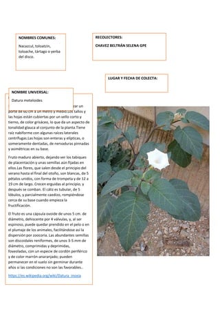 DESCRIPCION DE LA PLANTA:
Es una planta arbustiva que suele alcanzar un
porte de 60 cm a un metro y medio.Los tallos y
las hojas están cubiertas por un vello corto y
tierno, de color grisáceo, lo que da un aspecto de
tonalidad glauca al conjunto de la planta.Tiene
raíz nabiforme con algunas raíces laterales
centrífugas.Las hojas son enteras y elípticas, o
someramente dentadas, de nervaduras pinnadas
y asimétricas en su base.
Fruto maduro abierto, dejando ver los tabiques
de placentación y unas semillas aún fijadas en
ellos.Las flores, que salen desde el principio del
verano hasta el final del otoño, son blancas, de 5
pétalos unidos, con forma de trompeta y de 12 a
19 cm de largo. Crecen erguidas al principio, y
después se comban. El cáliz es tubular, de 5
lóbulos, y parcialmente caedizo, rompiéndose
cerca de su base cuando empieza la
fructificación.
El fruto es una cápsula ovoide de unos 5 cm. de
diámetro, dehiscente por 4 válvulas, y, al ser
espinoso, puede quedar prendido en el pelo o en
el plumaje de los animales, facilitándose así la
dispersión por zoocoria. Las abundantes semillas
son discoidales reniformes, de unos 3-5 mm de
diámetro, comprimidas y deprimidas,
foveoladas, con un especie de cordón periférico
y de color marrón-anaranjado; pueden
permanecer en el suelo sin germinar durante
años si las condiciones no son las favorables..
https://es.wikipedia.org/wiki/Datura_inoxia
NOMBRES COMUNES:
Nacazcul, toloatzin,
toloache, tártago o yerba
del disco.
NOMBRE UNIVERSAL:
Datura meteloides
RECOLECTORES:
CHAVEZ BELTRÁN SELENA GPE
LUGAR Y FECHA DE COLECTA:
 