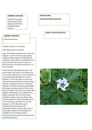 DESCRIPCION DE LA PLANTA:
Hierba robusta.
Tamaño: De 30 cm a 1 m de alto.
Tallo: Glabrescente (con pelos).
Hojas: Con láminas ovadas, de 2.5 a 20 cm de
largo por 1 a 18 cm de ancho, ápice agudo,
margen sinuado a ligeramente lobado, base
atenuada, a veces oblicua, membranáceas, sin
pelos, de color verde oscuro en el haz, un
poco mas claro en el envés; pecíolos de 1 a 6
(7) cm de largo.
Flores: Erectas, sobre pedúnculos de 5 a 10
mm de largo; cáliz tubular, casi cilíndrico, de
1.5 a 5 cm de largo por 0.5 a 1 cm de diámetro
con dientecillos de alrededor de 5 mm de
largo por 1 a 3 mm de ancho, circuncísil (se
abre transversalmente) poco arriba de la base
del tubo y cayendo junto con la corola, pero
dejando un reborde a modo de collar doblado
hacia abajo y que persiste en el fruto; corola
blanca o violácea, de 6 a 10 cm de largo, limbo
plegado, pentalobado, con los ápices de los
lóbulos subulados, de 3 a 8 mm de largo;
estambres unidos un poco por debajo de la
mitad del tubo de la corola, filamentos de 2.2
a 3.5 cm de largo, anteras de 3 a 5 mm de
largo por 1 a 2 mm de ancho; ovario
imperfectamente tetralocular, de
placentación parietal, estilo simple, de 4 a 5
cm de largo, estigma con dos pliegues, de
alrededor de 3 mm de alto y ancho.
http://www.conabio.gob.mx/malezasdemexic
o/solanaceae/datura-
stramonium/fichas/ficha.htm
NOMBRES COMUNES:
Toloache, Chayotillo,
frizillo, tapete, tlapa,
tlaquoal, estramonio,
hierba del diablo,
chamico.
NOMBRE UNIVERSAL:
Datura stramonium
RECOLECTORES:
CHAVEZ BELTRÁN SELENA GPE
LUGAR Y FECHA DE COLECTA:
 