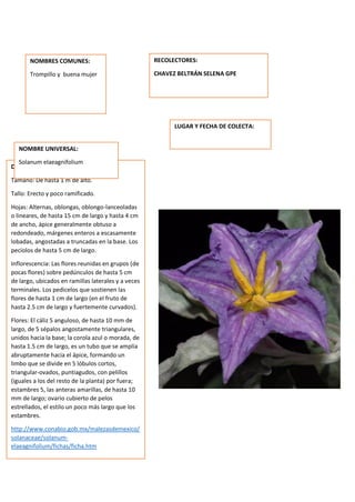 DESCRIPCION DE LA PLANTA:
Tamaño: De hasta 1 m de alto.
Tallo: Erecto y poco ramificado.
Hojas: Alternas, oblongas, oblongo-lanceoladas
o lineares, de hasta 15 cm de largo y hasta 4 cm
de ancho, ápice generalmente obtuso a
redondeado, márgenes enteros a escasamente
lobadas, angostadas a truncadas en la base. Los
pecíolos de hasta 5 cm de largo.
Inflorescencia: Las flores reunidas en grupos (de
pocas flores) sobre pedúnculos de hasta 5 cm
de largo, ubicados en ramillas laterales y a veces
terminales. Los pedicelos que sostienen las
flores de hasta 1 cm de largo (en el fruto de
hasta 2.5 cm de largo y fuertemente curvados).
Flores: El cáliz 5 anguloso, de hasta 10 mm de
largo, de 5 sépalos angostamente triangulares,
unidos hacia la base; la corola azul o morada, de
hasta 1.5 cm de largo, es un tubo que se amplía
abruptamente hacia el ápice, formando un
limbo que se divide en 5 lóbulos cortos,
triangular-ovados, puntiagudos, con pelillos
(iguales a los del resto de la planta) por fuera;
estambres 5, las anteras amarillas, de hasta 10
mm de largo; ovario cubierto de pelos
estrellados, el estilo un poco más largo que los
estambres.
http://www.conabio.gob.mx/malezasdemexico/
solanaceae/solanum-
elaeagnifolium/fichas/ficha.htm
NOMBRES COMUNES:
Trompillo y buena mujer
NOMBRE UNIVERSAL:
Solanum elaeagnifolium
RECOLECTORES:
CHAVEZ BELTRÁN SELENA GPE
LUGAR Y FECHA DE COLECTA:
 