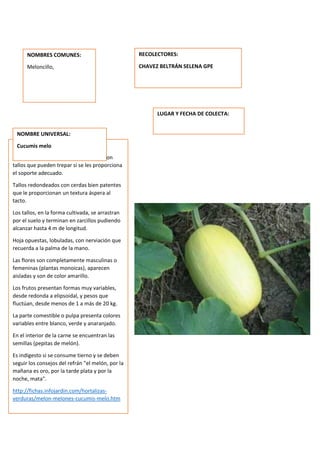 DESCRIPCION DE LA PLANTA:
Los melones son plantas enredaderas con
tallos que pueden trepar si se les proporciona
el soporte adecuado.
Tallos redondeados con cerdas bien patentes
que le proporcionan un textura áspera al
tacto.
Los tallos, en la forma cultivada, se arrastran
por el suelo y terminan en zarcillos pudiendo
alcanzar hasta 4 m de longitud.
Hoja opuestas, lobuladas, con nerviación que
recuerda a la palma de la mano.
Las flores son completamente masculinas o
femeninas (plantas monoicas), aparecen
aisladas y son de color amarillo.
Los frutos presentan formas muy variables,
desde redonda a elipsoidal, y pesos que
fluctúan, desde menos de 1 a más de 20 kg.
La parte comestible o pulpa presenta colores
variables entre blanco, verde y anaranjado.
En el interior de la carne se encuentran las
semillas (pepitas de melón).
Es indigesto si se consume tierno y se deben
seguir los consejos del refrán "el melón, por la
mañana es oro, por la tarde plata y por la
noche, mata".
http://fichas.infojardin.com/hortalizas-
verduras/melon-melones-cucumis-melo.htm
NOMBRES COMUNES:
Meloncillo,
NOMBRE UNIVERSAL:
Cucumis melo
RECOLECTORES:
CHAVEZ BELTRÁN SELENA GPE
LUGAR Y FECHA DE COLECTA:
 