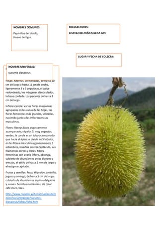 pe
DESCRIPCION DE LA PLANTA:
Tallo: Tendido.
Hojas: Alternas, arriñonadas, de hasta 10
cm de largo y hasta 11 cm de ancho,
ligeramente 3 a 5 angulosas, el ápice
redondeado, los márgenes denticulados,
la base cordada. Los pecíolos de hasta 8
cm de largo.
Inflorescencia: Varias flores masculinas
agrupadas en las axilas de las hojas, las
flores femeninas más grandes, solitarias,
naciendo junto a las inflorescencias
masculinas.
Flores: Receptáculo angostamente
acampanado; sépalos 5, muy angostos,
verdes; la corola es un tubo acampanado
que hacia el ápice se divide en 5 lóbulos;
en las flores masculinas generalmente 3
estambres, insertos en el receptáculo, sus
filamentos cortos y libres; flores
femeninas con ovario ínfero, oblongo,
cubierto de abundantes pelos blancos y
erectos, el estilo de hasta 2 mm de largo y
el estigma capitado.
Frutos y semillas: Fruto elipsoide, amarillo,
jugoso y amargo, de hasta 5 cm de largo,
cubierto de abundantes espinas delgadas
y suaves. Semillas numerosas, de color
café claro, lisas.
http://www.conabio.gob.mx/malezasdem
exico/cucurbitaceae/cucumis-
dipsaceus/fichas/ficha.htm
NOMBRES COMUNES:
Pepinillos del diablo,
Huevo de tigre.
NOMBRE UNIVERSAL:
cucumis dipsaceus
RECOLECTORES:
CHAVEZ BELTRÁN SELENA GPE
LUGAR Y FECHA DE COLECTA:
 