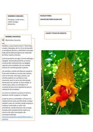 DESCRIPCION DE LA PLANTA:
Planta anual, herbácea, vivaz, de tallos
flexibles, y crece hasta cinco m. Tiene hojas
simples, lobuladas, de 4 a 12 cm de tamaño
y nervaduras (de tres a siete) bien marcadas.
Cada planta (dioica) dispone por separado
de flores macho y hembra.
La fruta presenta verrugas y forma oblonga y
alargada. Seccionada presenta un hueco,
conteniendo relativamente una delgada
capa de carne alrededor de una cavidad
central con semillas grandes y planas.
Las semillas y núcleo son blancas cuando la
fruta está inmadura y cuanto más madura
esté se tornarán más rojas y dulces. Las
semillas podrán ser comidas en este
momento, pero la carne será demasiado
fuerte para ser comida. En este estado, el
núcleo rojo y dulce, es utilizado en el
suroeste de Asia como ingrediente para la
realización de ensaladas.
La carne es crujiente y acuosa en textura,
bastante similar al pepino, o chayota
La piel es tersa y comestible. La fruta es la
mayoría de las veces comida verde, aunque
también suele ser comida cuando empieza a
madurar mostrando un color más
amarillento, siendo entonces más amargo.
Cuando está completamente madura su
carne es de color anaranjado y de
consistencia blanda.
https://es.wikipedia.org/wiki/Momordica_c
harantia
NOMBRES COMUNES:
Estropajo, cunde amor,
melón amargo,
balsamina.
NOMBRE UNIVERSAL:
Momordica charantia
RECOLECTORES:
CHAVEZ BELTRÁN SELENA GPE
LUGAR Y FECHA DE COLECTA:
 