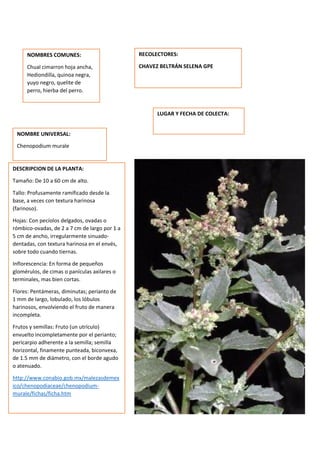 DESCRIPCION DE LA PLANTA:
Tamaño: De 10 a 60 cm de alto.
Tallo: Profusamente ramificado desde la
base, a veces con textura harinosa
(farinoso).
Hojas: Con pecíolos delgados, ovadas o
rómbico-ovadas, de 2 a 7 cm de largo por 1 a
5 cm de ancho, irregularmente sinuado-
dentadas, con textura harinosa en el envés,
sobre todo cuando tiernas.
Inflorescencia: En forma de pequeños
glomérulos, de cimas o panículas axilares o
terminales, mas bien cortas.
Flores: Pentámeras, diminutas; perianto de
1 mm de largo, lobulado, los lóbulos
harinosos, envolviendo el fruto de manera
incompleta.
Frutos y semillas: Fruto (un utrículo)
envuelto incompletamente por el perianto;
pericarpio adherente a la semilla; semilla
horizontal, finamente punteada, biconvexa,
de 1.5 mm de diámetro, con el borde agudo
o atenuado.
http://www.conabio.gob.mx/malezasdemex
ico/chenopodiaceae/chenopodium-
murale/fichas/ficha.htm
NOMBRES COMUNES:
Chual cimarron hoja ancha,
Hediondilla, quinoa negra,
yuyo negro, quelite de
perro, hierba del perro.
,
NOMBRE UNIVERSAL:
Chenopodium murale
RECOLECTORES:
CHAVEZ BELTRÁN SELENA GPE
LUGAR Y FECHA DE COLECTA:
 