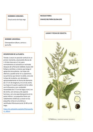 DESCRIPCION DE LA PLANTA:
Tiende a crecer en posición vertical en un
primer momento, alcanzando alturas de
1-15 dm (rara vez a 3 m), pero
normalmente se convierte en reclinada
después de la floración (debido al peso del
follaje y semillas), a menos que tenga el
apoyo de otras plantas. Las hojas son
alternas y puede variar en su apariencia.
Las primeras que tienen la salida, cerca de
la base de la planta, son dentadas y
aproximadamente en forma de diamante
de 3-7 cm de longitud y 3-6 cm de ancho.
Las hojas en la parte superior de los tallos
son la floración y son romboidal-
lanceoladas de 1-5 cm de largo y 0,4-2 cm
de ancho, son cerosas y de aspecto
harinoso, con una capa blanquecina en la
parte inferior. Las pequeñas flores son
radialmente simétricas y crecen en las
pequeñas cimas en una densa y
ramificada inflorescencia de 10-40 cm de
largo.
https://es.wikipedia.org/wiki/Chenopodiu
m_album
NOMBRES COMUNES:
Chual cenizo de hoja arga
NOMBRE UNIVERSAL:
Chenopodium álbum, cenizo o
quinuilla.
RECOLECTORES:
CHAVEZ BELTRÁN SELENA GPE
LUGAR Y FECHA DE COLECTA:
 