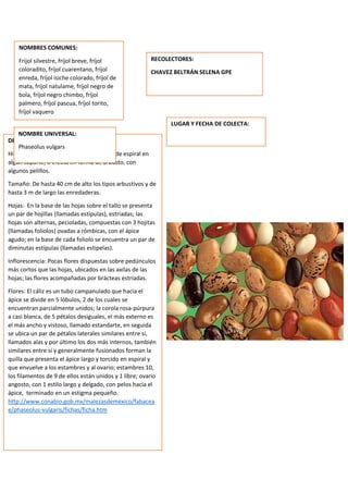 DESCRIPCION DE LA PLANTA:
Hierba de vida corta, enredada en forma de espiral en
algún soporte, o erecta en forma de arbusto, con
algunos pelillos.
Tamaño: De hasta 40 cm de alto los tipos arbustivos y de
hasta 3 m de largo las enredaderas.
Hojas: En la base de las hojas sobre el tallo se presenta
un par de hojillas (llamadas estípulas), estriadas; las
hojas son alternas, pecioladas, compuestas con 3 hojitas
(llamadas foliolos) ovadas a rómbicas, con el ápice
agudo; en la base de cada foliolo se encuentra un par de
diminutas estípulas (llamadas estipelas).
Inflorescencia: Pocas flores dispuestas sobre pedúnculos
más cortos que las hojas, ubicados en las axilas de las
hojas; las flores acompañadas por brácteas estriadas.
Flores: El cáliz es un tubo campanulado que hacia el
ápice se divide en 5 lóbulos, 2 de los cuales se
encuentran parcialmente unidos; la corola rosa-púrpura
a casi blanca, de 5 pétalos desiguales, el más externo es
el más ancho y vistoso, llamado estandarte, en seguida
se ubica un par de pétalos laterales similares entre sí,
llamados alas y por último los dos más internos, también
similares entre sí y generalmente fusionados forman la
quilla que presenta el ápice largo y torcido en espiral y
que envuelve a los estambres y al ovario; estambres 10,
los filamentos de 9 de ellos están unidos y 1 libre; ovario
angosto, con 1 estilo largo y delgado, con pelos hacia el
ápice, terminado en un estigma pequeño.
http://www.conabio.gob.mx/malezasdemexico/fabacea
e/phaseolus-vulgaris/fichas/ficha.htm
NOMBRES COMUNES:
Frijol silvestre, fríjol breve, fríjol
coloradito, fríjol cuarentano, fríjol
enreda, fríjol isiche colorado, fríjol de
mata, fríjol natulame, fríjol negro de
bola, fríjol negro chimbo, fríjol
palmero, fríjol pascua, fríjol torito,
fríjol vaquero
NOMBRE UNIVERSAL:
Phaseolus vulgars
RECOLECTORES:
CHAVEZ BELTRÁN SELENA GPE
LUGAR Y FECHA DE COLECTA:
 