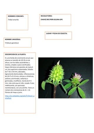 DESCRIPCION DE LA PLANTA:
Es una hierba de crecimiento anual, que
alcanza un tamaño de 1O-35 cm de
altura, con los tallos ascendentes u
erectos, simples o poco ramificados.
Hojas inferiores con pecíolos de hasta 6
cm; las superiores subsentadas; foliolos
de 7-16 x 5-8 mm, obovados,
ligeramente denticulados. Inflorescencias
de 10-l7 x 9-13 mm, cónicas o cilíndricas,
axilares y terminales, solitarias o
geminadas, multiflores. Corola de 4-5
mm, más corta que el cáliz, rosada. Fruto
indehiscente, con pericarpo
membranáceo, con una semilla. Tiene un
número de cromosomas de 2n = 14.
Florece de mayo a junio.
https://es.wikipedia.org/wiki/Trifolium_g
emellum
NOMBRES COMUNES:
Trébol amarillo
NOMBRE UNIVERSAL:
Trifolium gemellum
RECOLECTORES:
CHAVEZ BELTRÁN SELENA GPE
LUGAR Y FECHA DE COLECTA:
 