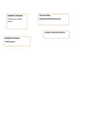 NOMBRES COMUNES:
Trébol blanco, trébol
ladino.
NOMBRE UNIVERSAL:
Trifolio repens
RECOLECTORES:
CHAVEZ BELTRÁN SELENA GPE
LUGAR Y FECHA DE COLECTA:
 