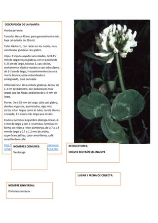 DESCRIPCION DE LA PLANTA:
Hierba perenne.
Tamaño: Hasta 40 cm, pero generalmente más
baja (alrededor de 20 cm).
Tallo: Rastrero, con raíces en los nudos, muy
ramificado, glabro o casi glabro.
Hojas: Estípulas ovado-lanceoladas, de 8-15
mm de largo; hojas glabras, con el pecíolo de
5-25 cm de largo, folíolos 3, casi sésiles,
anchamente elíptico-ovados o casi orbiculares,
de 1-3 cm de largo, frecuentemente con una
marca blanca; ápice redondeado o
emarginado, base cuneada.
Inflorescencia: Una umbela globosa, densa, de
1-2 cm de diámetro, con pedúnculos más
largos que las hojas; pedícelos de 1-6 mm de
largo.
Flores: De 6-10 mm de largo, cáliz casi glabro,
dientes angostos, acuminados, algo más
cortos o tan largos como el tubo; corola blanca
o rosada, 2-3 veces más larga que el cáliz.
Frutos y semillas: Legumbre oblonga-linear, 4-
5 mm de largo y con 3-4 semillas. Semillas en
forma de riñón o riñón asimétrico, de 0.7 a 1.4
mm de largo y 0.7 a 1.2 mm de ancho,
superficie casi lisa, color amarillento, café
amarillento o café.
http://www.conabio.gob.mx/malezasdemexic
o/fabaceae/trifolium-repens/fichas/ficha.htm
NOMBRES COMUNES:
Verdolaga
NOMBRE UNIVERSAL:
Portulaca aleracea
RECOLECTORES:
CHAVEZ BELTRÁN SELENA GPE
LUGAR Y FECHA DE COLECTA:
 