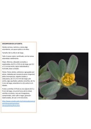 DESCRIPCION DE LA PLANTA:
Hierba carnosa, rastrera, a veces algo
ascendente, con pocos pelos o sin ellos.
Tamaño: De 5 a 40 cm de largo.
Tallo: A veces rojizo, ramificado, con las ramas
extendidas radialmente.
Hojas: Alternas, obovado-cuneadas a
espatuladas, de 0.5 a 3 (5) cm de largo, por 0.2
a 1.5 cm de ancho, ápice redondeado o
truncado, base cuneada.
Flores: Flores sésiles, solitarias o agrupadas por
pocas, rodeadas por escasos (a veces ningunos)
pelos inconspicuos; sépalos ovados a
orbiculares, de 2.5 a 4.5 mm de largo y de
ancho, algo aquillados; pétalos amarillos, de 3 a
5 mm de largo; estambres 6 a 10, estilo 4 a 6-
lobado.
Frutos y semillas: El fruto es una cápsula de 5 a
9 mm de largo, circuncísil cerca de la mitad;
semillas circulares, rara vez triangulares,
comprimidas, color café o negro, granular-
tuberculadas, de casi 1 mm de ancho.
http://www.conabio.gob.mx/malezasdemexico/
portulacaceae/portulaca-
oleracea/fichas/ficha.htm
 
