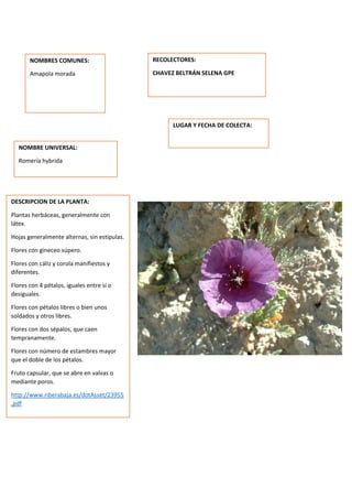 DESCRIPCION DE LA PLANTA:
Plantas herbáceas, generalmente con
látex.
Hojas generalmente alternas, sin estípulas.
Flores con gineceo súpero.
Flores con cáliz y corola manifiestos y
diferentes.
Flores con 4 pétalos, iguales entre sí o
desiguales.
Flores con pétalos libres o bien unos
soldados y otros libres.
Flores con dos sépalos, que caen
tempranamente.
Flores con número de estambres mayor
que el doble de los pétalos.
Fruto capsular, que se abre en valvas o
mediante poros.
http://www.riberabaja.es/dotAsset/23955
.pdf
NOMBRES COMUNES:
Amapola morada
NOMBRE UNIVERSAL:
Romería hybrida
RECOLECTORES:
CHAVEZ BELTRÁN SELENA GPE
LUGAR Y FECHA DE COLECTA:
 