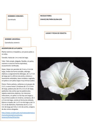 DESCRIPCION DE LA PLANTA:
Planta rastrera o trepadora, con pocos pelos o
sin ellos.
Tamaño: Hasta de 1 m o más de largo.
Tallo: Tallo simple, delgado, flexible, sin pelos,
rastrero o crece en forma espiralaza,
escasamente ramificado.
Hojas: Hojas con peciolos de 3 mm a 3 cm de
largo, limbos de forma variable, oblongo-
elípticos a angostamente oblongos, de 1 a 7 cm
de largo por 6 a 40 mm de ancho, enteros o
levemente ondulados, base cordada o sagitada,
sin pelos o con pelos largos muy entrecruzados.
Flores: Flores axilares, solitarias o en grupos de
2 ó 3, a veces hasta 5; brácteas de 1.5 a 3 mm
de largo, pedúnculos de 0.4 a 3.5 cm de largo,
pedicelos más cortos que los pedúnculos;
sépalos exteriores elípticos, los interiores
orbiculares, sin pelos o si los hay son largos y
muy entrecruzados en el dorso, coriáceos, de 3
a 5 mm de largo, corola en forma de embudo,
blanca o rosada, de 1 a 2.5 cm de largo y de 2 a
3.5 cm de diámetro; filamentos de 4.1 a 5.5
mm de largo por 0.8 a 1 mm de ancho, estigma
de dos ramas alargadas.
http://www.conabio.gob.mx/malezasdemexico
/convolvulaceae/convolvulus-
arvensis/fichas/ficha.htm
NOMBRES COMUNES:
Correhuela
NOMBRE UNIVERSAL:
Convolvulus arvencis
RECOLECTORES:
CHAVEZ BELTRÁN SELENA GPE
LUGAR Y FECHA DE COLECTA:
 