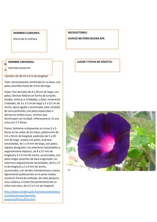 DESCRIPCION DE LA PLANTA:
Planta herbácea, rastrera o trepadora.
Tamaño: De 20 cm a 2 m de longitud.
Tallo: Generalmente ramificado en su base, con
pelos amarillos hasta de 4 mm de largo.
Hojas: Con pecíolos de 4 a 20 cm de largo, con
pelos; láminas foliares en forma de corazón,
ovadas, enteras o trilobadas, o bien, raramente
5 lobadas, de 3 a 17 cm de largo y 2 a 15 cm de
ancho, ápice agudo a acuminado, base cordada
de seno profundo, con pelos esparcidos a
densos en ambas caras, mismos que
disminuyen con la edad. Inflorescencia: Es una
cima con 1-5 flores.
Flores: Solitarias o dispuestas en cimas 2 a 5-
floras en las axilas de las hojas, pedúnculos de
0.2 a 18 cm de longitud, pedicelos de 5 a 20
mm de largo, ambos con pelos, brácteas
lanceoladas, de 1 a 9 mm de largo, con pelos;
sépalos desiguales: los exteriores lanceolados a
angostamente elípticos, de 8 a 17 mm de
longitud y 2 a 5 mm de ancho, acuminados, con
pelos largos amarillos de base engrosada, los
interiores angostamente lanceolados, de 8 a 17
m de longitud y 2 a 3 mm de ancho,
acuminados, con bordes membranosos y secos,
ligeramente pubescentes en la parte media;
corola en forma de embudo, de color púrpura,
rosa o blanca, el tubo frecuentemente de un
color más claro, de 2.5 a 5 cm de longitud.
http://www.conabio.gob.mx/malezasdemexico
/convolvulaceae/ipomoea-
purpurea/fichas/ficha.htm
NOMBRES COMUNES:
Gloria de la mañana
NOMBRE UNIVERSAL:
Ipomoea purpurea
RECOLECTORES:
CHAVEZ BELTRÁN SELENA GPE
LUGAR Y FECHA DE COLECTA:
 