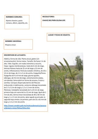 DESCRIPCION DE LA PLANTA:
Hábito y forma de vida: Planta anual, glabra (sin
ornamentación), forma matas, Tamaño: De hasta 1 m de
alto, Tallo: Erguido, con nudos estrechos y oscuros,
Hojas: Lígulas membranáceas, hasta de 6 mm de largo,
láminas foliares hasta de 25 cm de largo y 12 mm de
ancho, Inflorescencia: Panícula ovalado-cilíndrica, de 10 a
12 cm de largo, de 1.2 a 2 cm de ancho, Espiguilla/Flores:
Espiguillas de 4 a 6 mm de largo; glumas iguales,
oblongas, de 4-6 mm de largo, estrechamente aladas,
con dientes; lema estéril en forma de escama, Frutos y
semillas: Cariopsis dispersada dentro del flósculo
endurecido e indehiscente, contorno oblongo lanceolado
de 2.7 a 3.3 m de largo y 1.2 a 1.5 mm de ancho,
Plántulas: Coleóptilo lanceolado de 5 a 8 mm de largo,
primera hoja con vaina de 6 a 12 mm de largo, lígula de 1
mm de alto, lámina linear lanceolada de 40 a 58 mm de
largo y 1 a 1.5 mm de ancho, ápice agudo acuminado, la
segunda hoja similar a la primera, pero de 35 a 65 mm de
largo y 1.5 a 2 mm de ancho
http://www.conabio.gob.mx/malezasdemexico/poacea
e/phalaris-minor/fichas/ficha.htm
NOMBRES COMUNES:
Alpiste silvestre, pasto
romano, alfarin, alpistillo, etc.
NOMBRE UNIVERSAL:
Phalaris minor
RECOLECTORES:
CHAVEZ BELTRÁN SELENA GPE
LUGAR Y FECHA DE COLECTA:
 