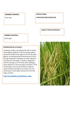 DESCRIPCION DE LA PLANTA:
on plantas anuales; con tallos de 40–150 cm de alto.
Vainas glabras; lígula de 7–30 mm de largo, glabra;
láminas de 24–60 mm de largo y 6–22 mm de ancho,
glabras. Las inflorescencias en panículas de 9–30 cm
de largo, laxamente contraídas, las ramas inferiores
con hasta 13 cm de largo, 1–3 juntas; espiguillas 7–
10.9 mm de largo y 2.5–4 mm de ancho, oblongas;
lemas estériles 1.5–4 mm de largo, lema fértil 7–10.9
mm de largo y 1.6–2.5 mm de ancho, escabrosa
sobre y entre las nervaduras, sin arista o con una
arista hasta 7 cm de largo; anteras 0.8–2.4 mm de
largo, amarillas.
https://es.wikipedia.org/wiki/Oryza_sativa
NOMBRES COMUNES:
Arroz rojo.
NOMBRE UNIVERSAL:
Oriza sativa
RECOLECTORES:
CHAVEZ BELTRÁN SELENA GPE
LUGAR Y FECHA DE COLECTA:
 