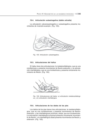 PARTE IV. GONIOMETRÍA DE LOS MIEMBROS INFERIORES 9 3
19.4. Articulación subastragalina (doble artrodia)
La articulación calcaneoastragalina o subastragalina presenta mo-
vimientos de inversión-eversión. (Fig. 103).
Fig. 103: Articulación subastragalina.
19.5. Articulaciones del hallux
El hallux tiene dos articulaciones: la metatarsofalángica, que es una
condilartrosis y presenta movimientos de flexión-extensión, y la articula-
ción interfalángica, que es una trocleartrosis y presenta únicamente mo-
vimiento de flexión. (Fig. 104).
Fig. 104: Articulaciones del hallux: a) articulación metatarsofalángi-
ca, y b) articulación interfalángica.
19.6. Articulaciones de los dedos de los pies
Los dedos de los pies tienen tres articulaciones: la metatarsofalán-
gica, que es una condiloartrosis y presenta movimientos de flexión-
extensión, y las interfalángicas proximal y distal, que son trocleartrosis.
La articulación interfalángica proximal presenta únicamente movimien-
to de flexión, y la interfalángica distal presenta movimientos de flexión y
extensión. (Fig. 105).
 