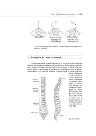 PARTE II. GONIOMETRÍA DEL RAQUIS 59
Fig. 69: Rotación cervical izquierda y derecha a partir de la posición 0
(paciente sentado).
12. Goniometría del raquis dorsolumbar
La columna dorsal se extiende desde la primera vértebra torácica
hasta la articulación entre la duodécima vértebra dorsal y la primera vér-
tebra lumbar. La columna lumbar se extiende desde la primera vértebra
lumbar hasta la articulación entre la quinta vértebra lumbar y la primera
vértebra sacra. La columna sacra se extiende desde la primera vértebra
sacra hasta la ar-
ticulación entre la
quinta vértebra
sacra y la prime-
ra vértebra coccí-
gea. Las vérte-
bras sacras y las
vértebras coccí-
geas no tienen
movimiento, debi-
do a que se ha-
llan unidas entre
sí formando el
hueso sacro y el
hueso coccígeo
respectivamente
(Fig. 70).
Fig. 70: Raquis.
 