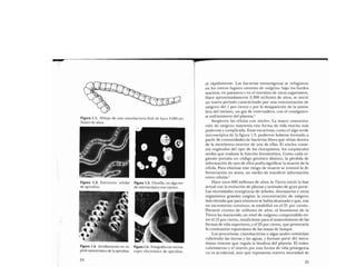 Libro   Microalga spirulina de Robert Henrikson