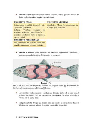 Sistema Esqueleto: Posee cráneo columna costillas, cintura pectoral pélvica. Se
divide en dos esqueletos axiales y apendiculares:
ESQUELETO AXIAL ESQUELETO VISCERAL
Cráneo: Aloja el encéfalo (cerebro) y a los
órganos de los sentidos.
Columna Vertebral: Formado por
vertebras osificadas ( anficefalicas15)
Costillas: Son huesos planos y curvos de
manera espinal
Mandíbulas: Alberga los mecanismos de
la lengua y las branquias.
ESQUELETO APENDICULAR
Está constituido por todas las aletas: anal
caudales, pectorales, pélvicas, ventrales.
Sistema Muscular: Están formados por músculos segmentarios (miotomos),
separados por delgadas capas de mioseptos o miomeros.
Imagen N°6
BELTRAN JUAN (2013) imagen-06 Músculos de los peces óseos jpg. Recuperado de:
http://www.bioscripts.net/zoowiki/temas/36B.html.
Locomoción: Nadan mediante ondulaciones laterales de la cola y aleta caudal
mediante las contracciones en los músculos metaméricos, las aletas pectorales y
pélvicas sirven como freno.
Vejiga Natatoria: Ocupa una función muy importante la cual es tomar función
del centro de gravedad además de regular los cambios de presión.
7. SISTEMA DIGESTIVO
 