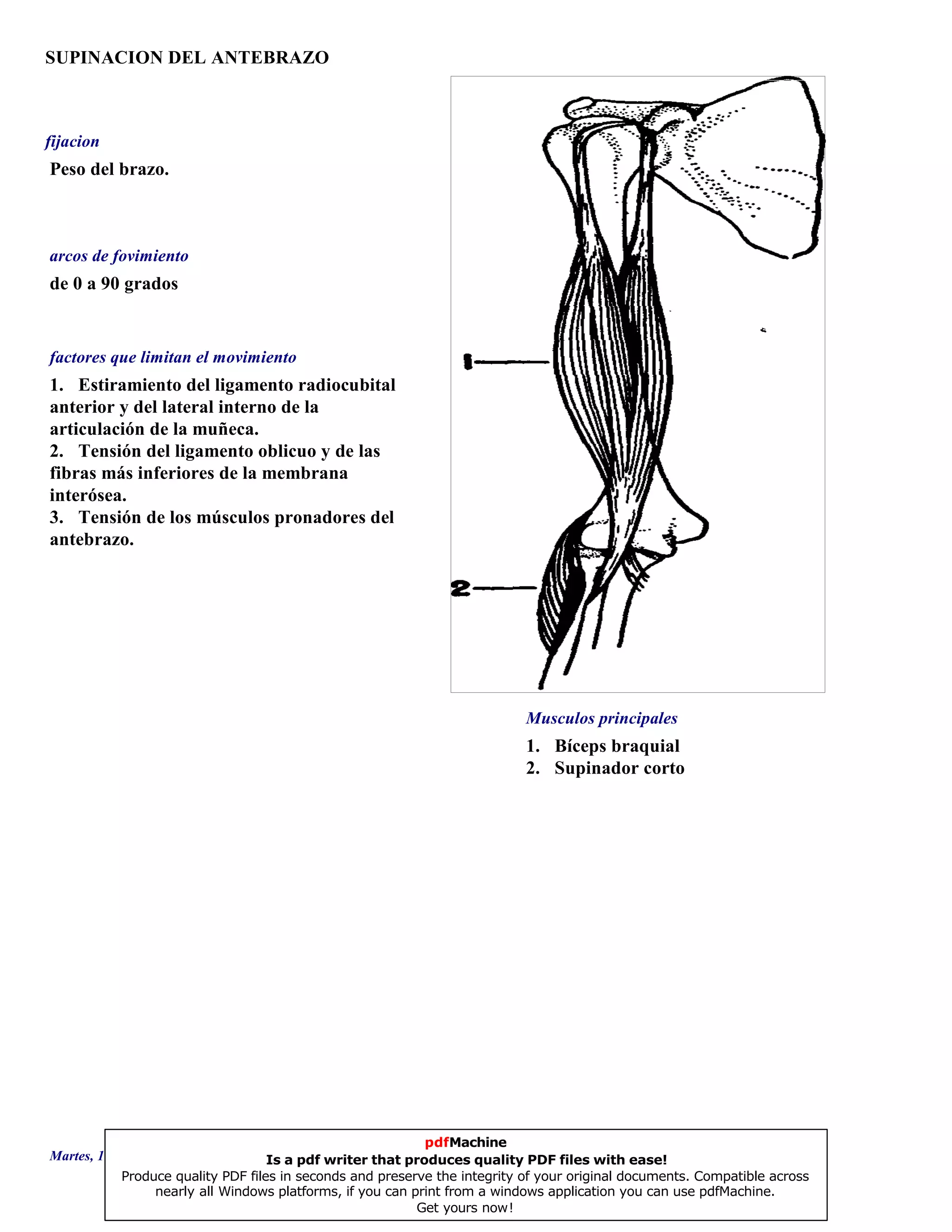 SUPINACION DEL ANTEBRAZO
1. Bíceps braquial
2. Supinador corto
de 0 a 90 grados
1. Estiramiento del ligamento radiocubital
anterior y del lateral interno de la
articulación de la muñeca.
2. Tensión del ligamento oblicuo y de las
fibras más inferiores de la membrana
interósea.
3. Tensión de los músculos pronadores del
antebrazo.
Peso del brazo.
Musculos principales
arcos de fovimiento
factores que limitan el movimiento
fijacion
Martes, 18 de Septiembre de 2007 Página 101 de 135
pdfMachine
Is a pdf writer that produces quality PDF files with ease!
Produce quality PDF files in seconds and preserve the integrity of your original documents. Compatible across
nearly all Windows platforms, if you can print from a windows application you can use pdfMachine.
Get yours now!
 